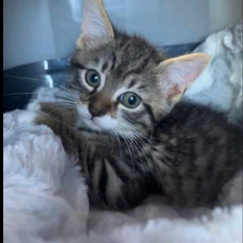 Blue participe au concours pour gagner de l'argent avec cette photo : adorable, animal, blanket, cat, closeup, cute, ears, eyes, feline, fluffy, fur, indoor, kitten, pet, resting, sleepy, soft, tabby, whiskers, young