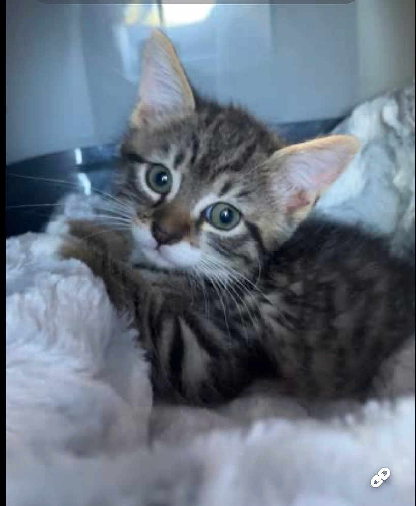 Blue participe au concours pour gagner de l'argent avec cette photo : kitten, cat, tabby, fur, whiskers, ears, eyes, pet, animal, cute, fluffy, resting, indoor, soft, blanket, closeup, young, adorable, sleepy, feline