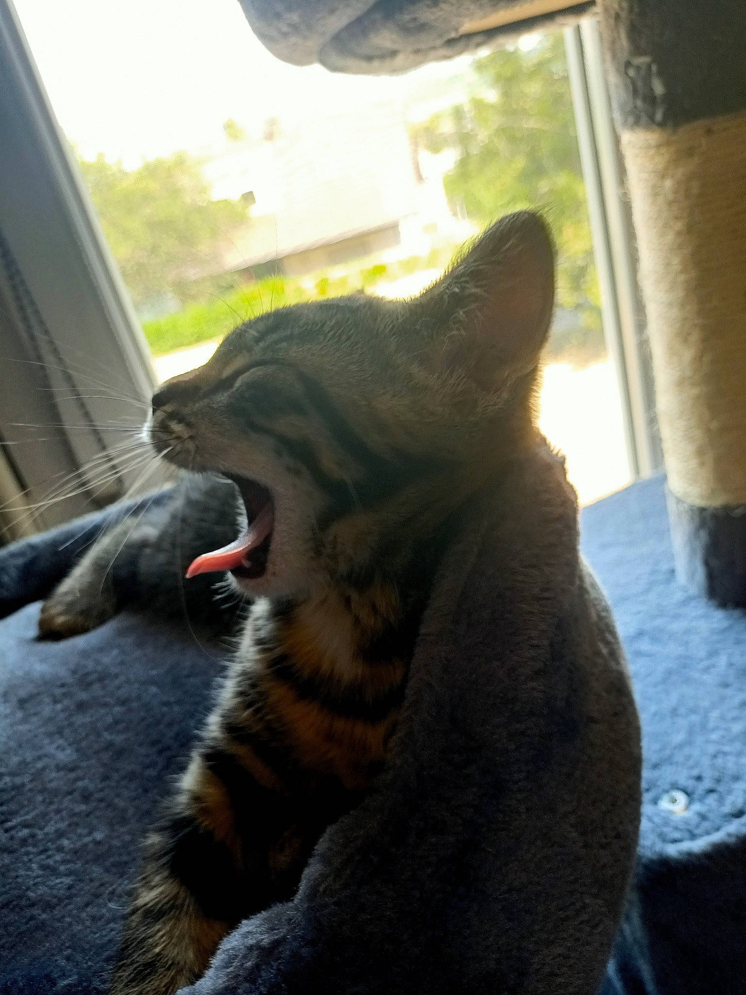 Pepsee participe au concours pour gagner de l'argent avec cette photo : carnivore, cat, claw, eye, fang, felidae, foot, fur, grass, jaw, sitting, small_to_medium_sized_cats, snout, tail, terrestrial_animal, tints_and_shades, whiskers, window, windshield, yawn