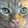 Gnocchi joined the competition — help win amazing prizes! animal, cat, close_up, cute, detail, domestic_cat, eye_reflection, face, feline, focus, fur, ginger_cat, green_eyes, macro, pet, pink_nose, portrait, soft_light, texture, whiskers