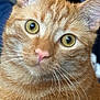 animal, cat, close_up, closeup, curious, cute, domestic_cat, eye_contact, face, feline, fur, indoor, mammal, orange_tabby, pet, pink_nose, portrait, soft_fur, whiskers, yellow_eyes