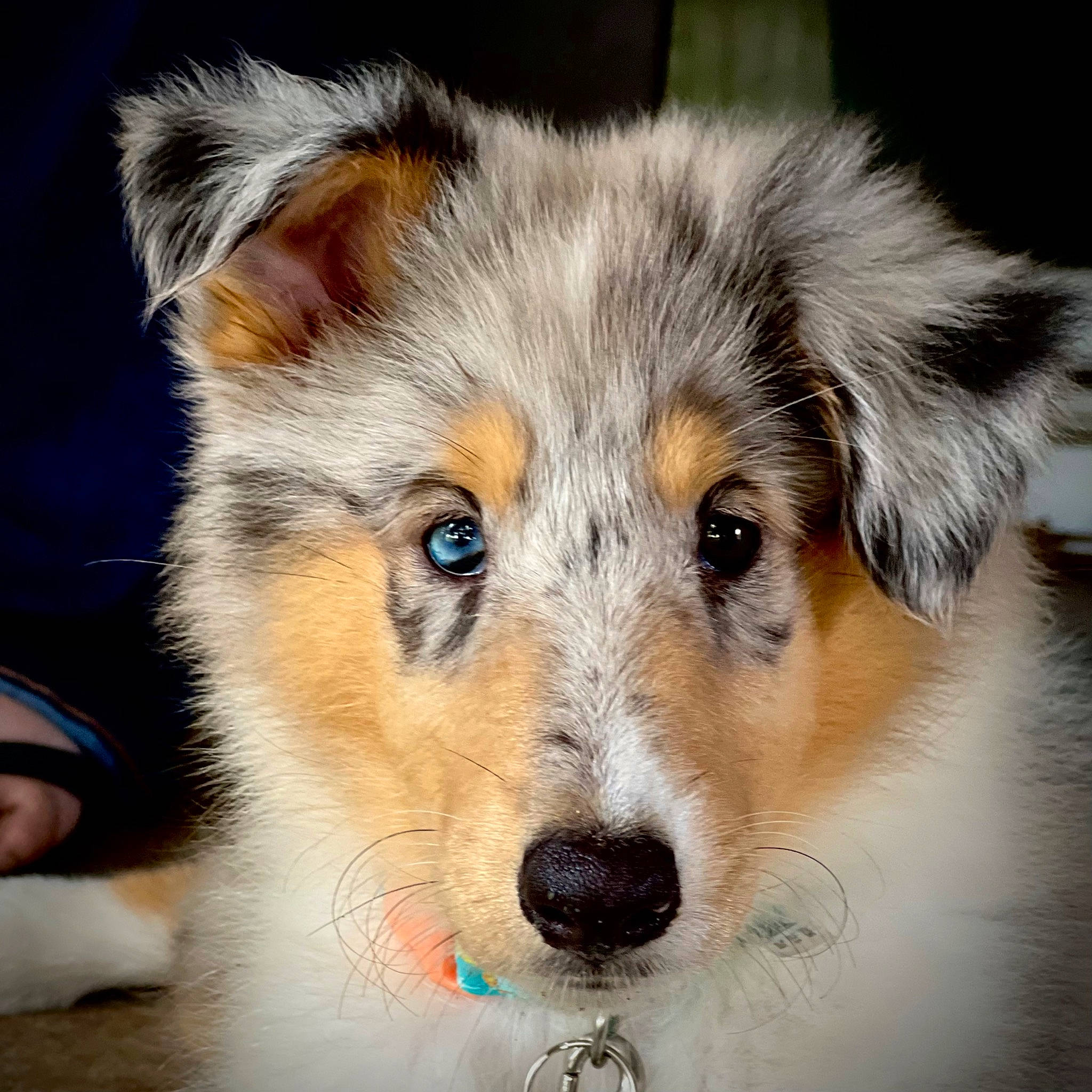 Addie is registered to the contest to win money with this photo: ancient_dog_breeds, canidae, carnivore, companion_dog, couch, dog, dog_breed, fur, herding_dog, photography, puppy, rough_collie, scotch_collie, snout, sporting_group, terrestrial_animal, whiskers, wildlife, working_dog