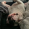 Pollo joined the competition — help win amazing prizes! dog, sleeping, bed, blanket, remote_control, indoor, relaxed, white_dog, close_up, cozy, napping, resting, domestic, pet, comfort, furniture, television, living_room, casual, lazy_day