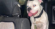 Pollo joined the competition — help win amazing prizes! dog, white_dog, pet, car_interior, backseat, leash, collar, night, flash, glowing_eyes, tongue_out, seat, headrest, vehicle, animal, canine, domestic_animal, indoor, transportation, happy