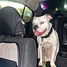 dog, white_dog, pet, car_interior, backseat, leash, collar, night, flash, glowing_eyes, tongue_out, seat, headrest, vehicle, animal, canine, domestic_animal, indoor, transportation, happy