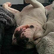 Pollo joined the competition — help win amazing prizes! dog, sleeping, bed, blanket, remote_control, indoor, relaxed, white_dog, pet, cozy, television, living_room, resting, cute, animal, close_up, domestic_animal, furry, companion, comfort