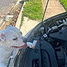 Pollo is registered to the contest to win money with this photo: dog, white_dog, car, engine, hood_open, sidewalk, grass, outdoor, daylight, curious, pet, animal, street, pavement, canine, tongue_out, closeup, vehicle, nature, leash