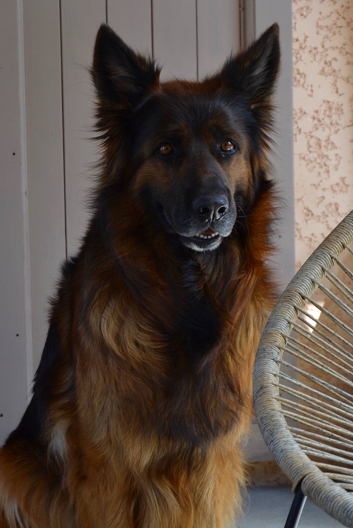 Louvka a rejoint le concours — aidez-le/la à gagner de superbes lots ! bohemian_shepherd, canidae, carnivore, companion_dog, dog, dog_breed, east_european_shepherd, fur, giant_dog_breed, herding_dog, king_shepherd, liver, mechanical_fan, old_german_shepherd_dog, snout, spitz, sporting_group, whiskers, working_animal, working_dog