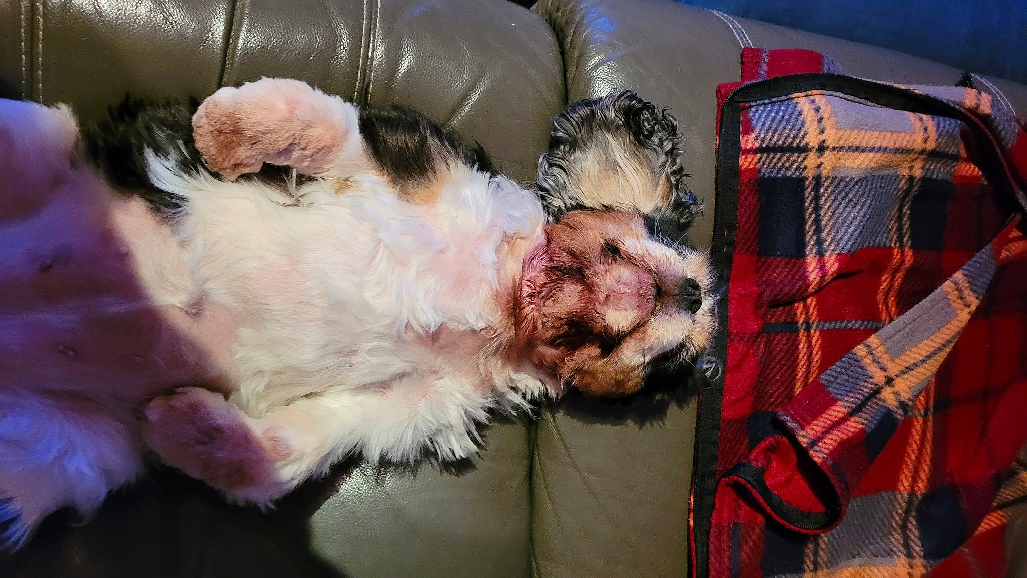 Pépète a rejoint le concours — aidez-le/la à gagner de superbes lots ! animal_shelter, canidae, carnivore, comfort, companion_dog, dog, dog_breed, dog_crate, dog_supply, fawn, fur, liver, pet_supply, service, snout, sporting_group, terrier, toy_dog, vertebrate, working_animal