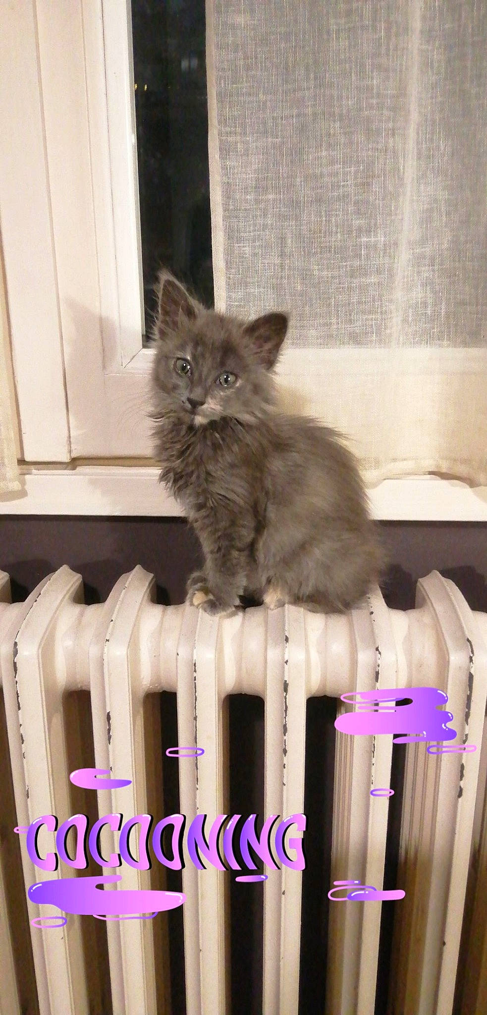 Pistache a rejoint le concours — aidez-le/la à gagner de superbes lots ! asian, asian_semi_longhair, british_longhair, british_semi_longhair, carnivore, cat, domestic_long_haired_cat, domestic_short_haired_cat, felidae, kitten, korat, maine_coon, mammal, nebelung, norwegian_forest_cat, photo_caption, ragamuffin, small_to_medium_sized_cats, vertebrate, whiskers