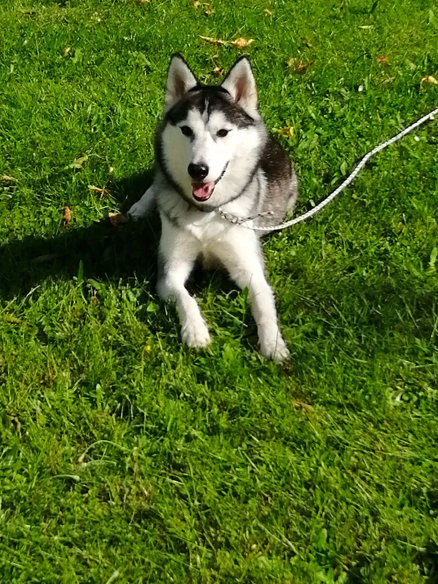 Olympe a rejoint le concours — aidez-le/la à gagner de superbes lots ! alaskan_klee_kai, alaskan_malamute, canadian_eskimo_dog, canidae, carnivore, dog, dog_breed, grass, mammal, miniature_siberian_husky, native_american_indian_dog, northern_inuit_dog, saarloos_wolfdog, sakhalin_husky, seppala_siberian_sleddog, siberian_husky, sled_dog, tamaskan_dog, vertebrate, wolfdog