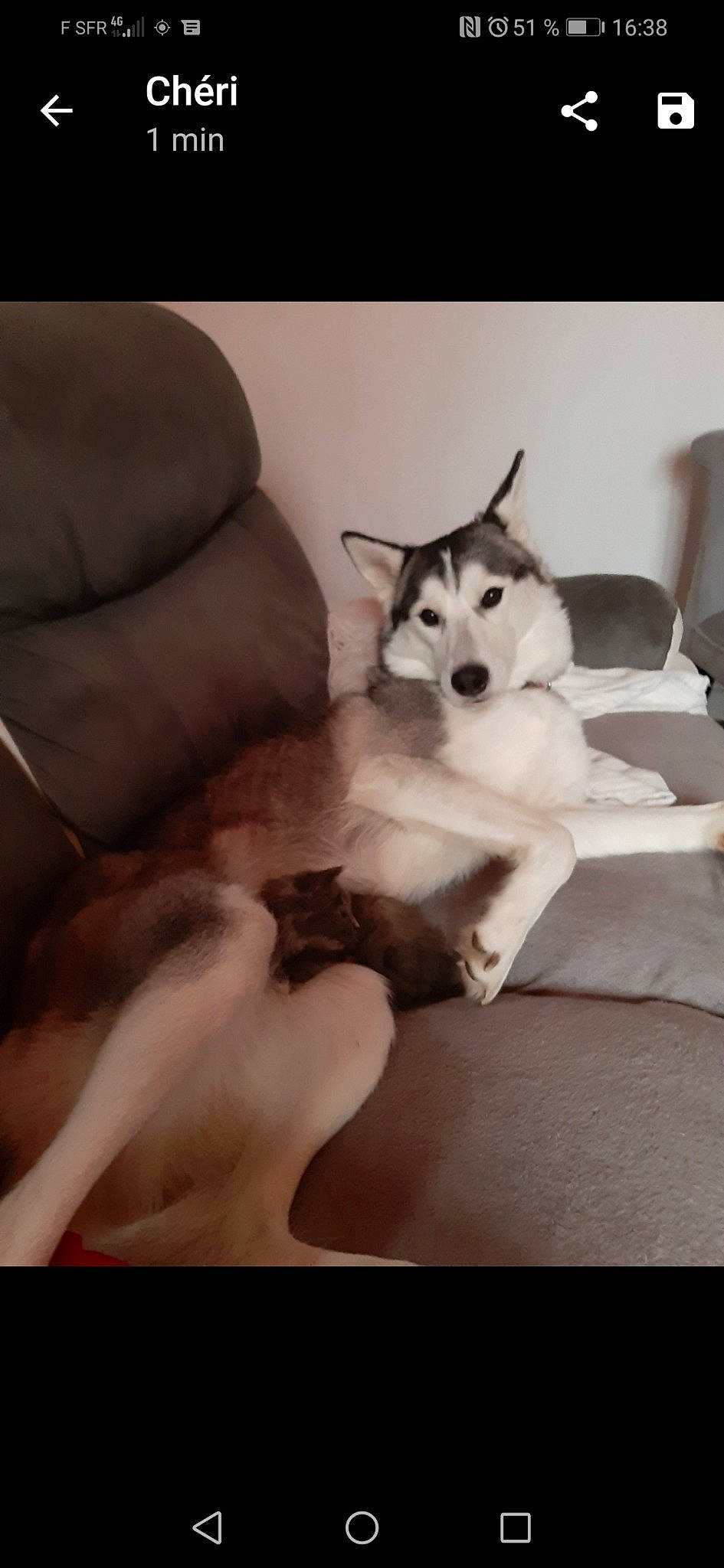 Olympe participe au concours pour gagner de l'argent avec cette photo : alaskan_klee_kai, alaskan_malamute, canadian_eskimo_dog, canidae, carnivore, dog, dog_breed, labrador_husky, mammal, miniature_siberian_husky, native_american_indian_dog, northern_inuit_dog, sakhalin_husky, seppala_siberian_sleddog, siberian_husky, sled_dog, tamaskan_dog, vertebrate, wolfdog, working_dog