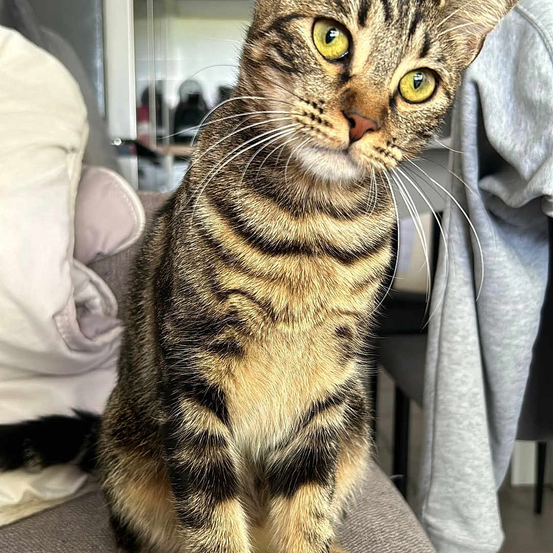 Nala participe au concours pour gagner de l'argent avec cette photo : abyssinian, animal, architecture, blanket, building, cat, chair, couch, cushion, egyptiancat, furniture, homedecor, indoors, kitten, livingroom, manx, person, pet, room, sleeping