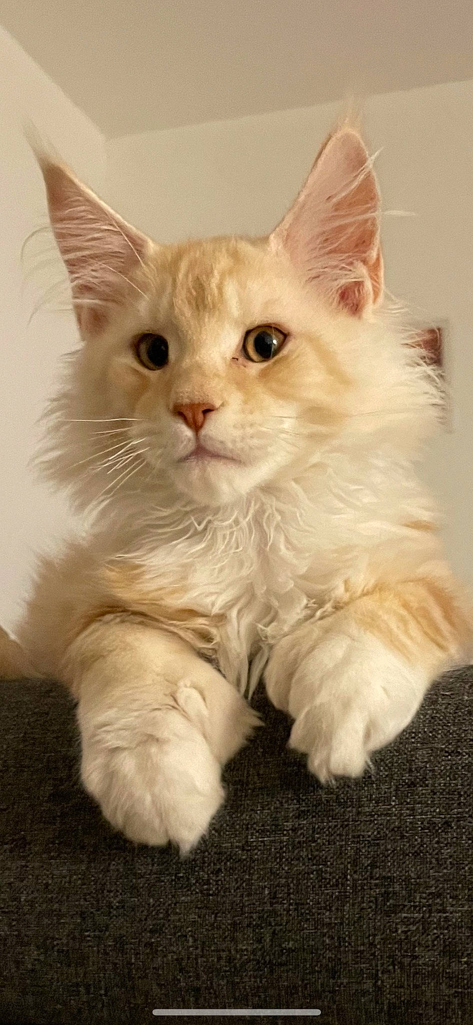 Ulk a rejoint le concours — aidez-le/la à gagner de superbes lots ! british_longhair, carnivore, cat, claw, comfort, domestic_short_haired_cat, event, fawn, felidae, fur, gesture, paw, small_to_medium_sized_cats, snout, tail, whiskers