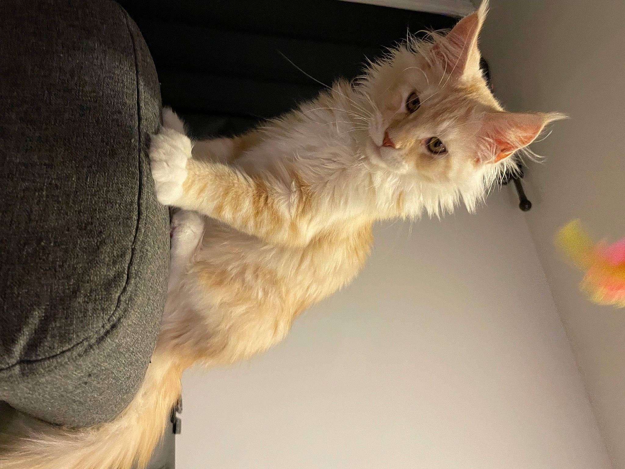 Ulk a rejoint le concours — aidez-le/la à gagner de superbes lots ! carnivore, cat, claw, domestic_short_haired_cat, ear, fawn, felidae, fur, gesture, paw, small_to_medium_sized_cats, snout, tail, whiskers, window