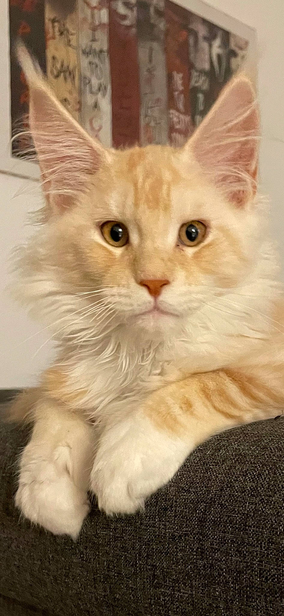 Ulk participe au concours pour gagner de l'argent avec cette photo : carnivore, cat, claw, comfort, domestic_short_haired_cat, fawn, felidae, fur, paw, photo_caption, small_to_medium_sized_cats, snout, tail, whiskers, window