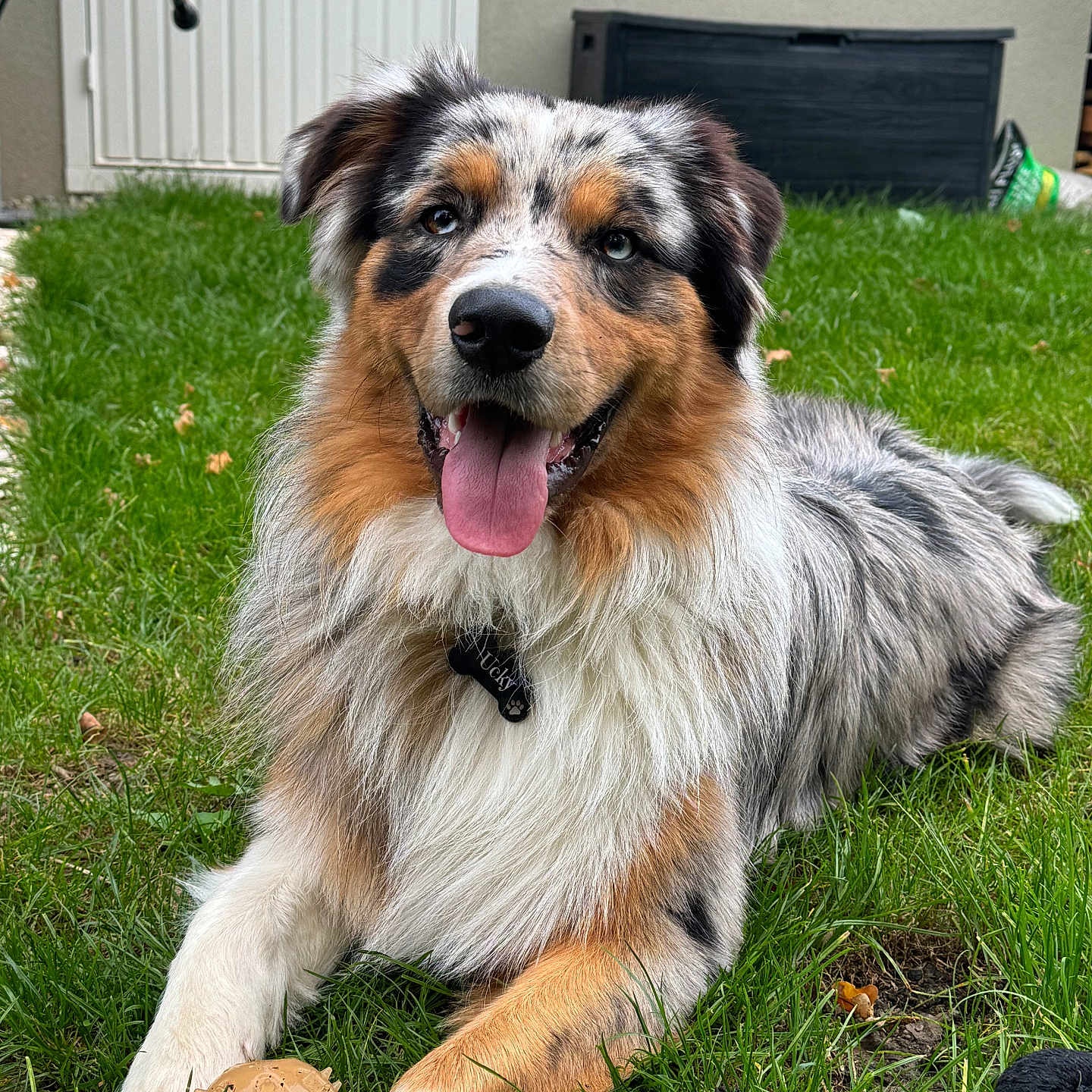 Ucky participe au concours pour gagner de l'argent avec cette photo : accessories, animal, architecture, ball, building, canine, collie, dog, football, grass, lawn, outdoors, pet, plant, puppy, shelter, soccer, soccerball, strap, terrier