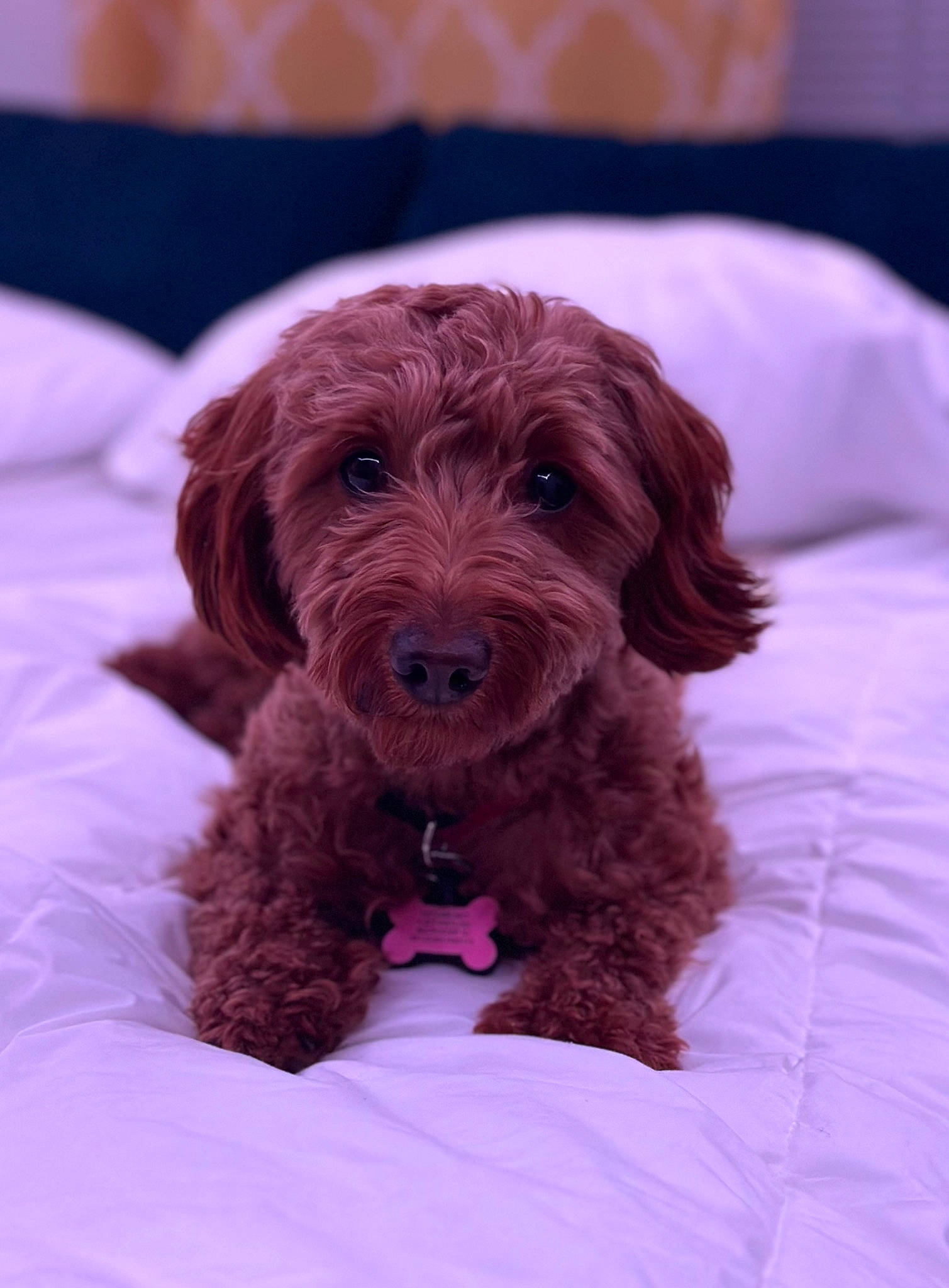 Sunny joined the competition — help win amazing prizes! canidae, carnivore, comfort, companion_dog, dog, dog_breed, fur, liver, magenta, maltepoo, non_sporting_group, poodle_crossbreed, puppy, puppy_love, small_terrier, terrier, toy_dog, water_dog, working_animal