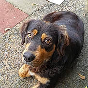 Willow is registered to the contest to win money with this photo: canidae, carnivore, companion_dog, dog, dog_breed, guard_dog, huntaway, mammal, small_greek_domestic_dog, snout, sporting_group, street_dog, vertebrate