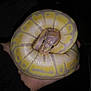 Cheesecake is registered to the contest to win money with this photo: boa, boa_constrictor, burmese_python, python, python_family, reptile, scaled_reptile, serpent, snake