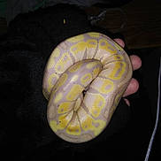 Cheesecake is registered to the contest to win money with this photo: boa, boa_constrictor, burmese_python, python, python_family, reptile, scaled_reptile, serpent, snake