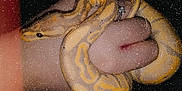 Cheesecake is registered to the contest to win money with this photo: boa, boa_constrictor, burmese_python, python, python_family, scaled_reptile, snake