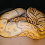 Cheesecake is registered to the contest to win money with this photo: boa, boa_constrictor, burmese_python, python, python_family, reptile, rock_python, scaled_reptile, serpent, snake