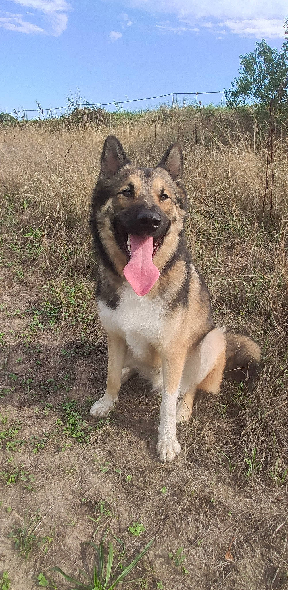 Shadow Malinois Croisé Malamute