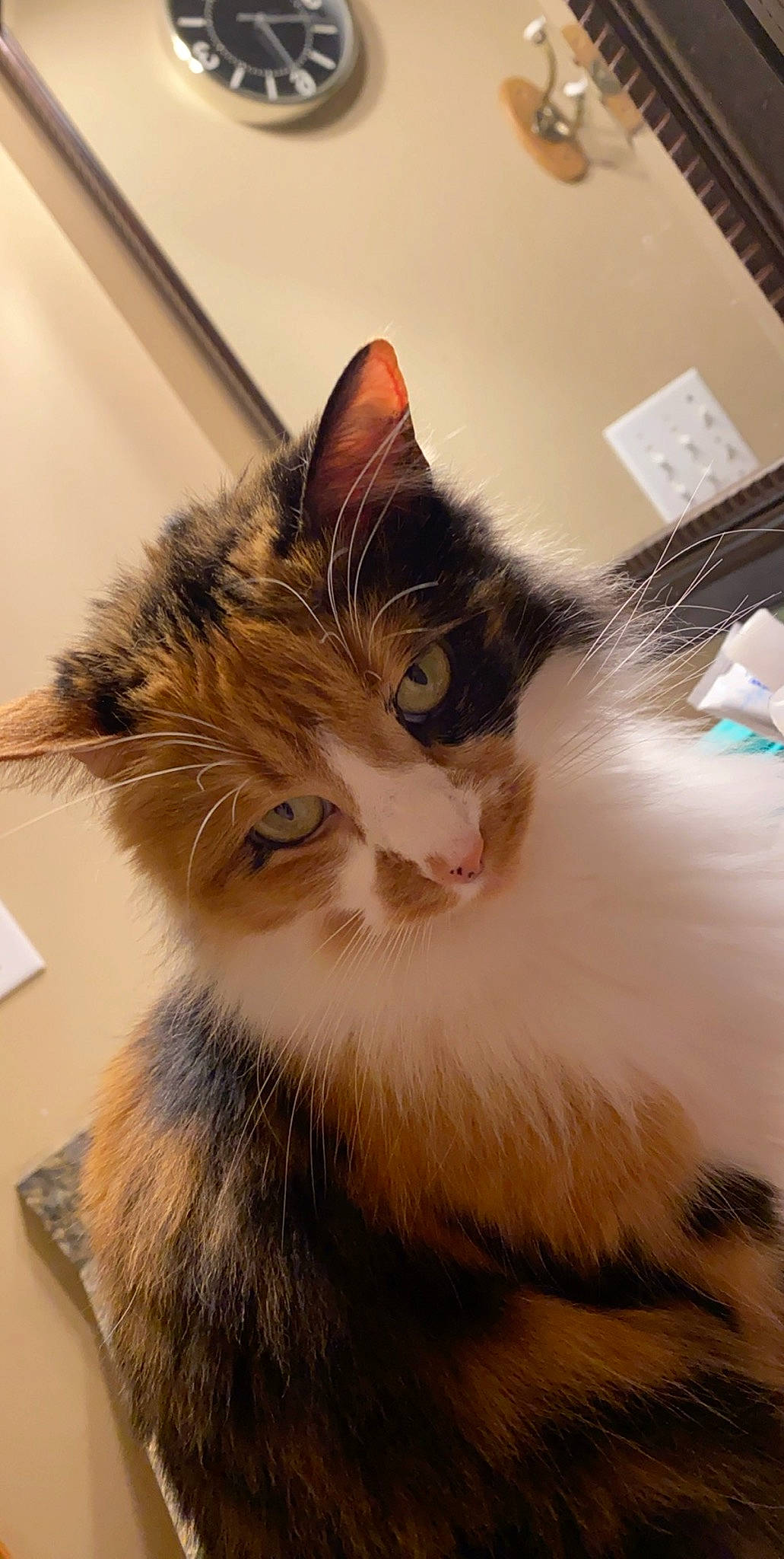 Carmel is registered to the contest to win money with this photo: aegean_cat, carnivore, cat, domestic_long_haired_cat, european_shorthair, felidae, fur, kitten, mammal, norwegian_forest_cat, ragamuffin, small_to_medium_sized_cats, whiskers