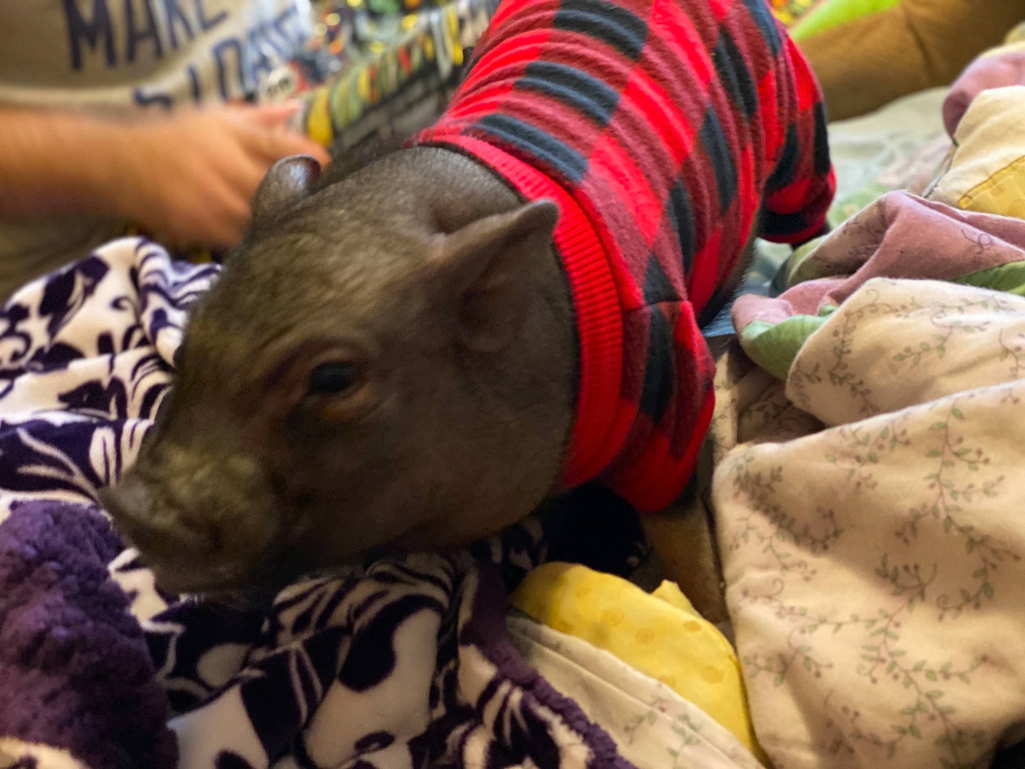 Kevin Bacon is registered to the contest to win money with this photo: domestic_pig, fawn, snout, suidae