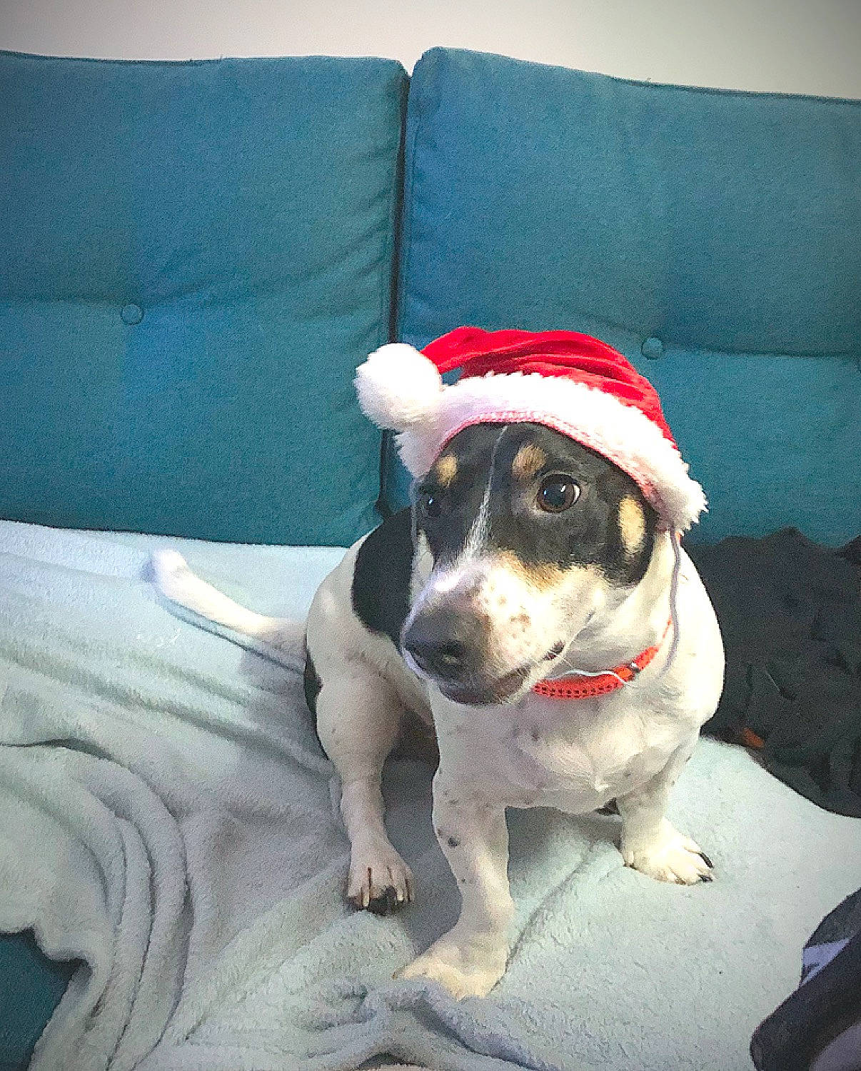 Mowgli a rejoint le concours — aidez-le/la à gagner de superbes lots ! brazilian_terrier, canidae, carnivore, companion_dog, danish_swedish_farmdog, dog, dog_breed, fawn, feist, jack_russell_terrier, mammal, paw, rat_terrier, ratonero_bodeguero_andaluz, snout, sporting_group, teddy_roosevelt_terrier, vertebrate