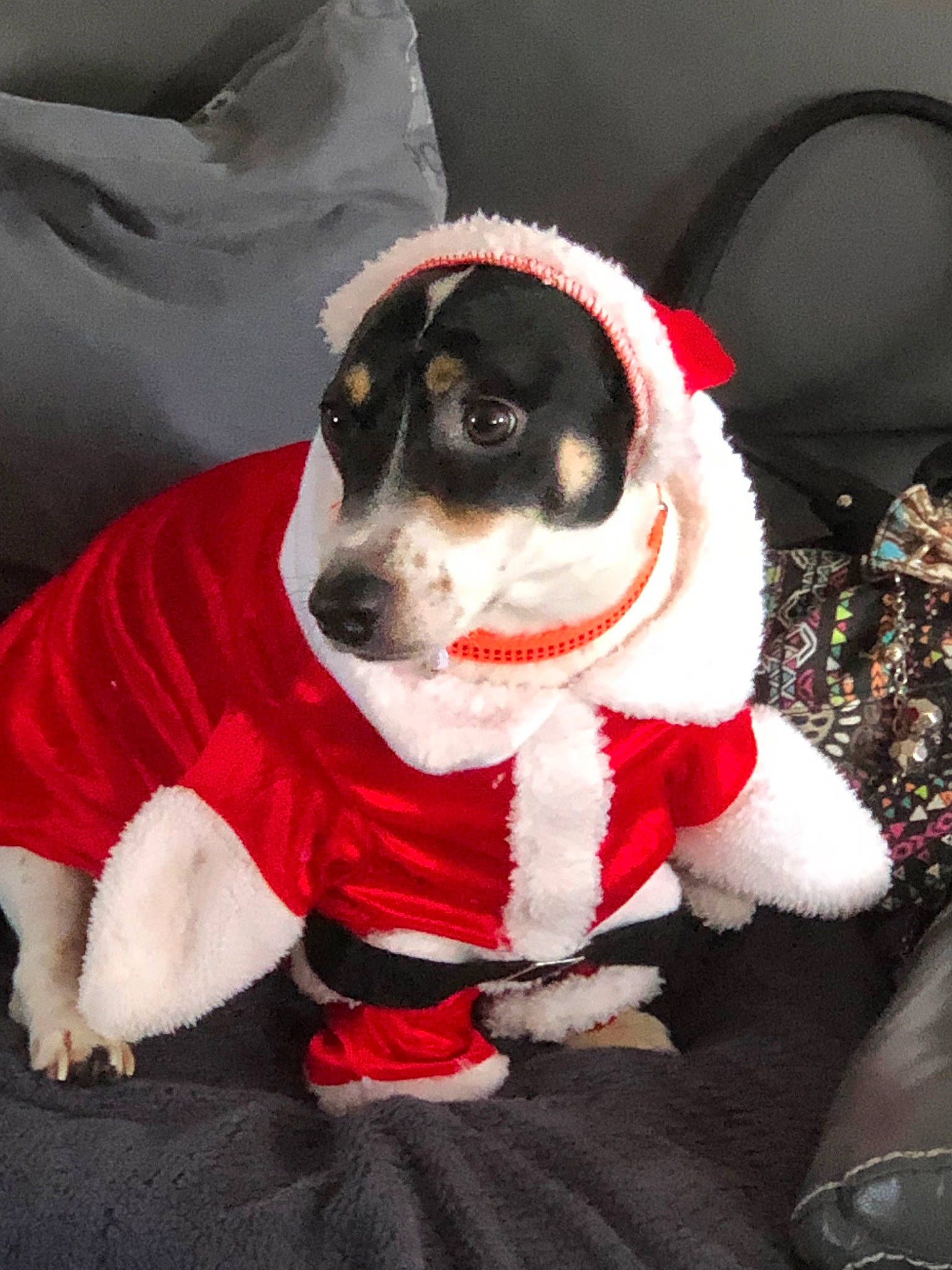 Mowgli participe au concours pour gagner de l'argent avec cette photo : canidae, carnivore, christmas, companion_dog, danish_swedish_farmdog, dog, dog_breed, dog_clothes, fictional_character, holiday, jack_russell_terrier, mammal, puppy, rat_terrier, santa_claus, sporting_group