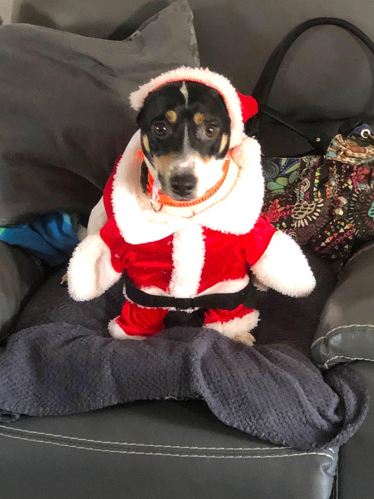 Mowgli a rejoint le concours — aidez-le/la à gagner de superbes lots ! canidae, carnivore, companion_dog, danish_swedish_farmdog, dog, dog_breed, dog_clothes, mammal, rat_terrier, sporting_group