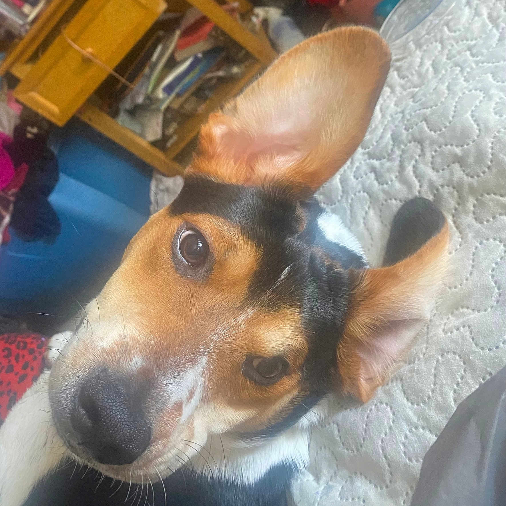 Theodore