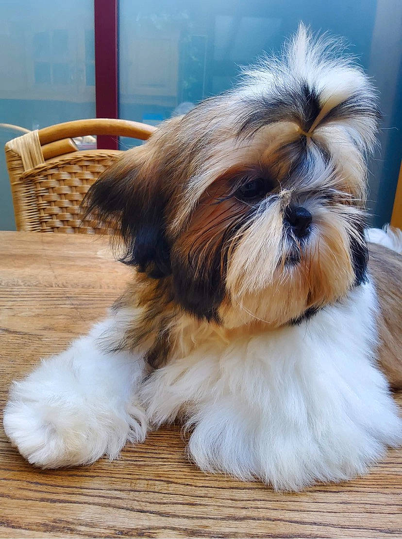 Valentina a rejoint le concours — aidez-le/la à gagner de superbes lots ! canidae, carnivore, chair, companion_dog, dog, dog_breed, fawn, fur, hardwood, head, liver, maltepoo, shih_tzu, snout, sporting_group, terrestrial_animal, terrier, toy_dog, wood, working_animal