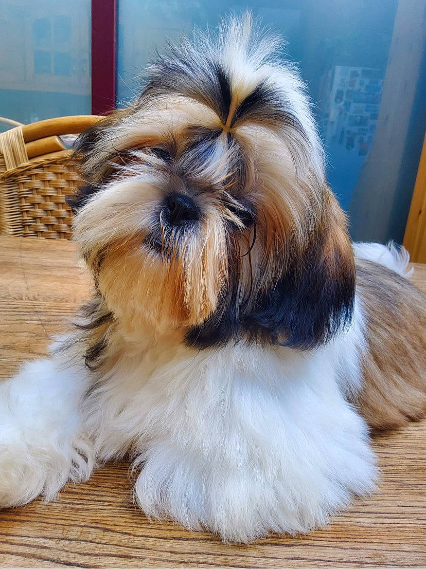 Valentina participe au concours pour gagner de l'argent avec cette photo : canidae, carnivore, companion_dog, dog, dog_breed, dog_supply, door, fawn, fur, hardwood, liver, maltepoo, natural_material, shih_tzu, snout, sporting_group, tail, terrestrial_animal, toy_dog, working_animal