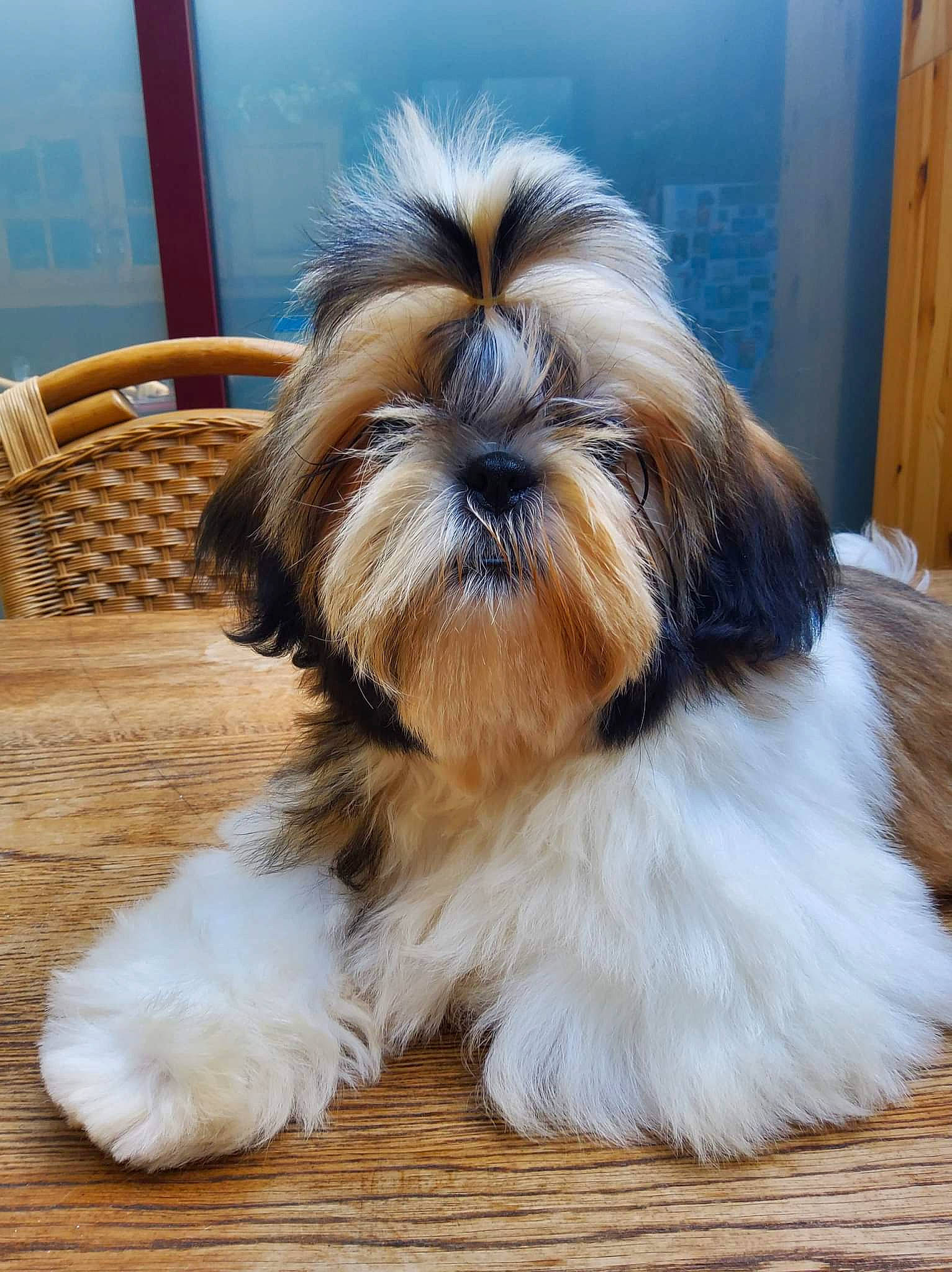 Valentina a rejoint le concours — aidez-le/la à gagner de superbes lots ! canidae, carnivore, chair, companion_dog, dog, dog_breed, door, fawn, fur, hardwood, liver, natural_material, shih_tzu, snout, sporting_group, tail, terrestrial_animal, toy_dog, wood, working_animal