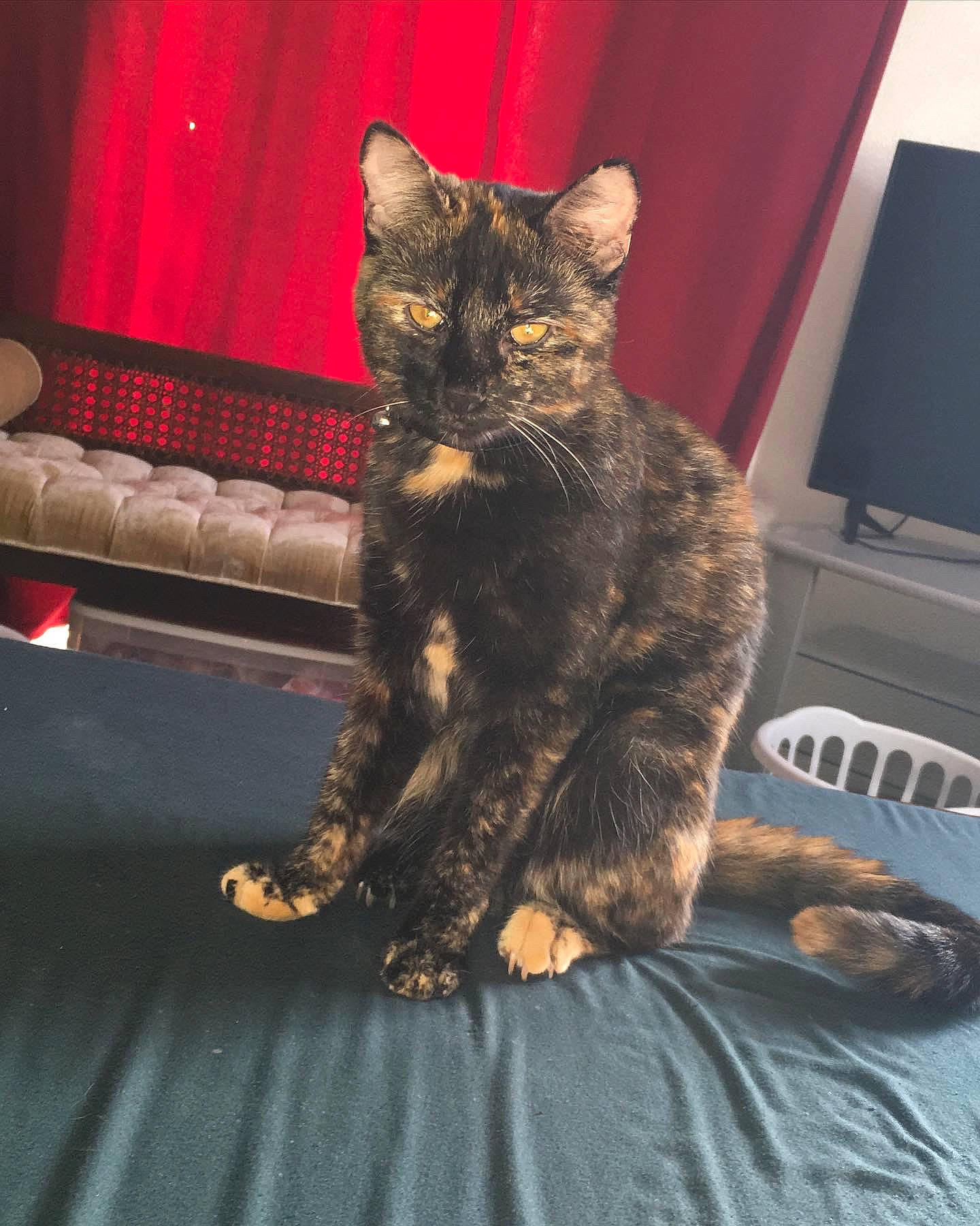 Bella is registered to the contest to win money with this photo: asian, california_spangled, carnivore, cat, domestic_short_haired_cat, dragon_li, european_shorthair, eye, felidae, fur, german_rex, kitten, kurilian_bobtail, mammal, paw, small_to_medium_sized_cats, snout, tabby_cat, vertebrate, whiskers