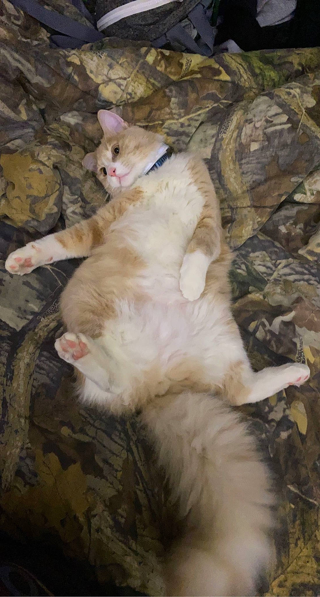 Tomtom joined the competition — help win amazing prizes! carnivore, cat, claw, domestic_short_haired_cat, fawn, felidae, foot, fur, grass, paw, sitting, small_to_medium_sized_cats, snout, tail, terrestrial_animal, whiskers, wood