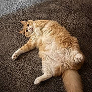 Tomtom is registered to the contest to win money with this photo: cat, orange_cat, white_cat, fluffy_fur, carpet, indoor, pet, feline, relaxed, lying_down, tail, wide_eyes, fur_texture, cozy, home, animal, cute, whiskers, paw, curious
