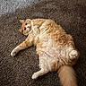 cat, orange_cat, white_cat, fluffy_fur, carpet, indoor, pet, feline, relaxed, lying_down, tail, wide_eyes, fur_texture, cozy, home, animal, cute, whiskers, paw, curious