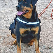 Puncky a rejoint le concours — aidez-le/la à gagner de superbes lots ! alert, animal, black_and_tan, canine, companion, daylight, dog, friendly, gravel, guard_dog, harness, leash, mammal, nature, outdoor, pet, portrait, rottweiler, sitting, tongue_out