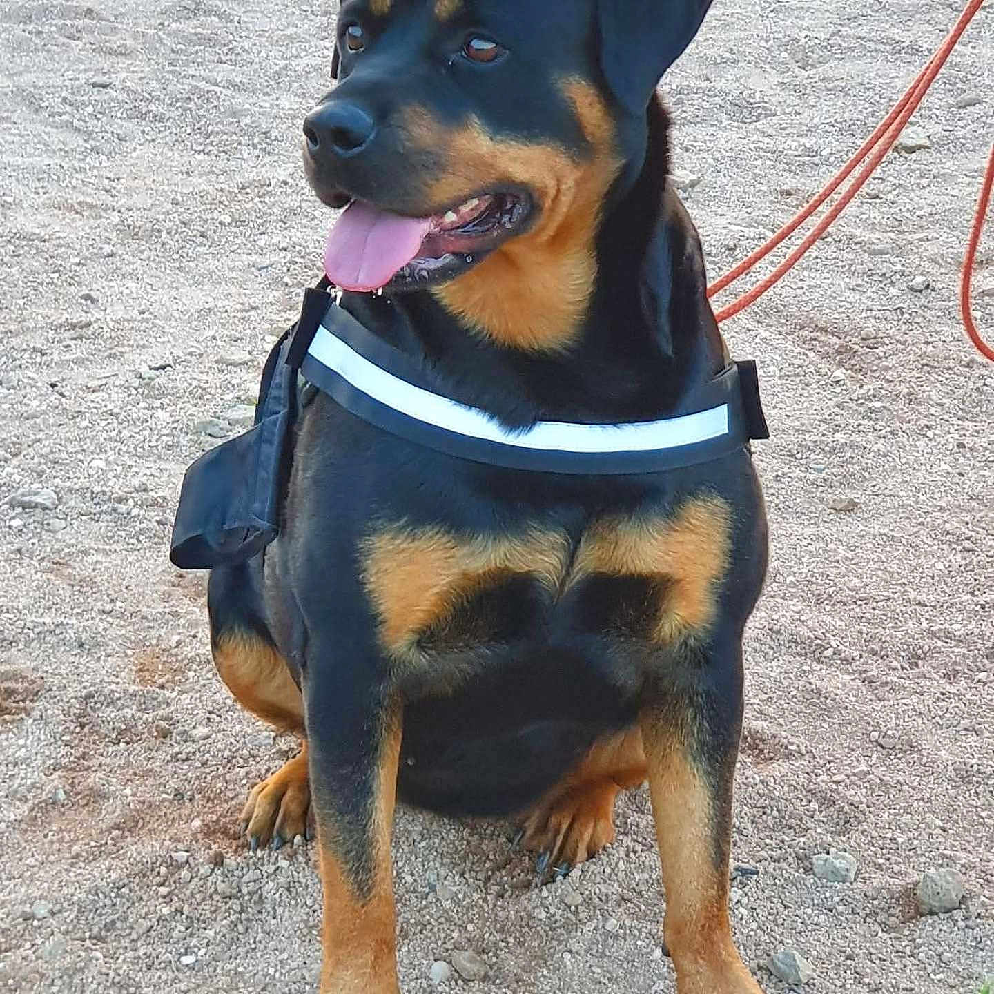 Puncky a rejoint le concours — aidez-le/la à gagner de superbes lots ! alert, animal, black_and_tan, canine, companion, daylight, dog, friendly, gravel, guard_dog, harness, leash, mammal, nature, outdoor, pet, portrait, rottweiler, sitting, tongue_out