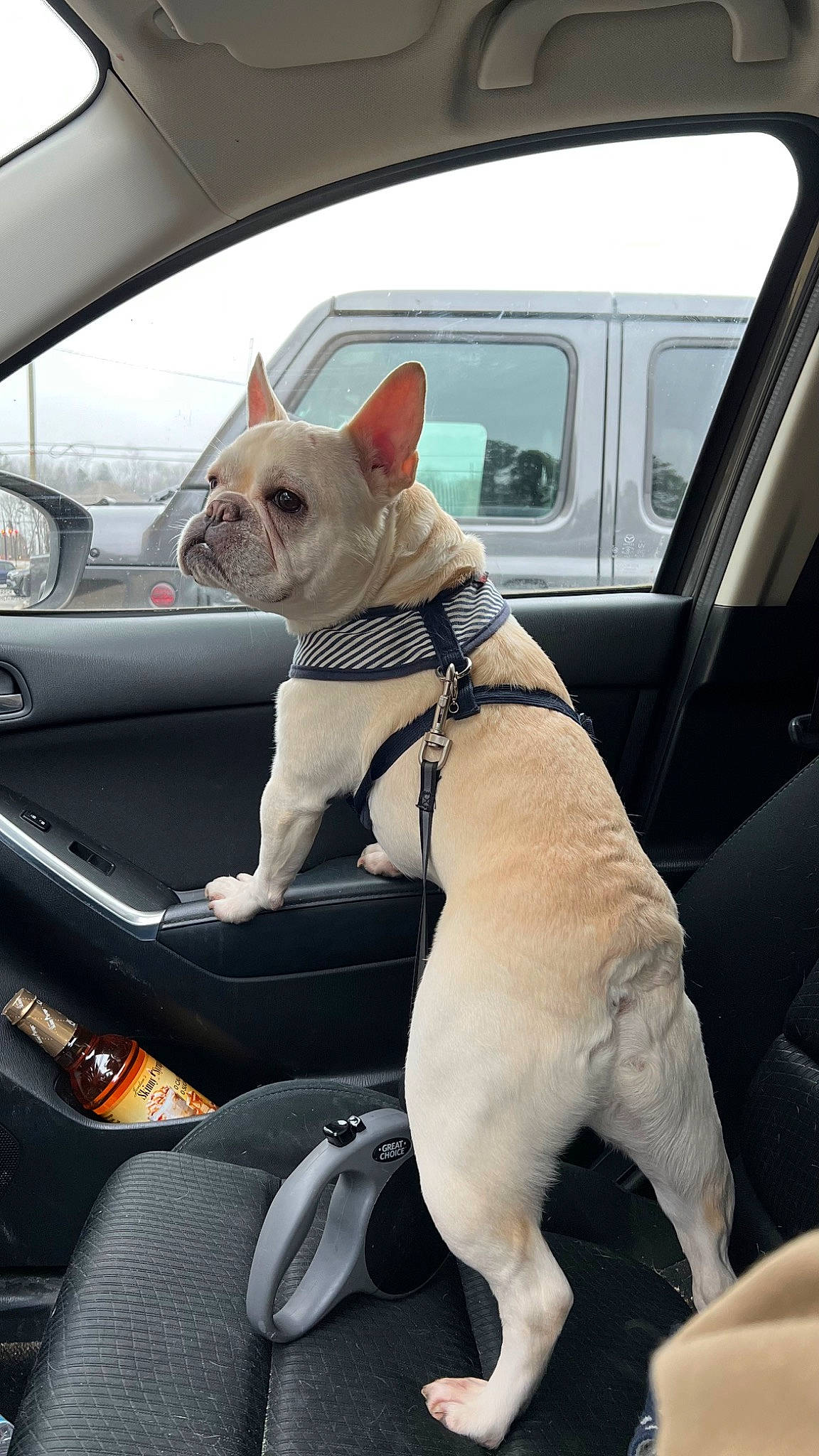 Nino is registered to the contest to win money with this photo: auto_part, automotive_exterior, car, car_seat, carnivore, collar, companion_dog, dog, dog_breed, dog_collar, fawn, hood, mode_of_transport, motor_vehicle, snout, sporting_group, vehicle, vehicle_door, window, working_animal