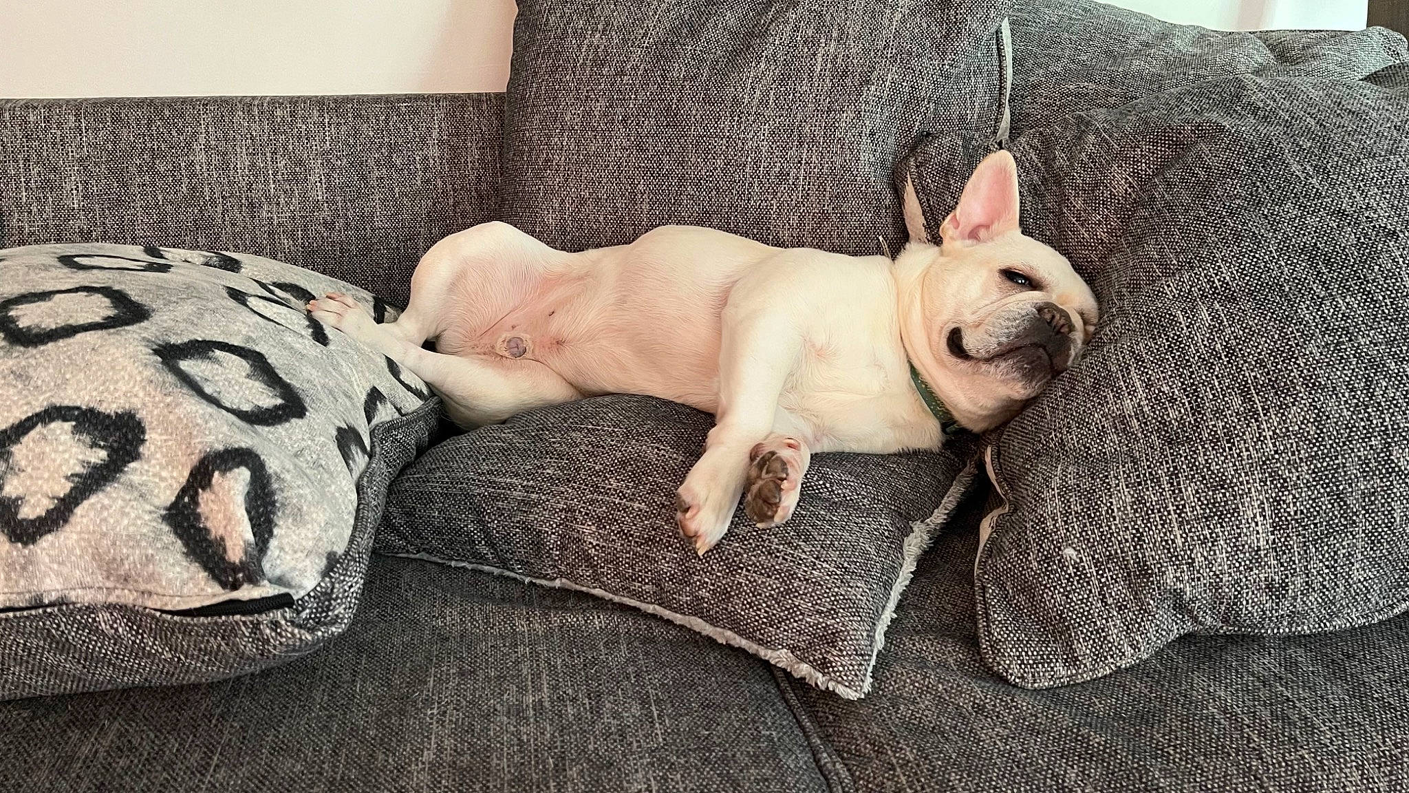 Nino is registered to the contest to win money with this photo: baby, bedding, carnivore, comfort, companion_dog, dog, dog_breed, ear, fawn, flooring, head, human_body, leg, linens, nap, sleep, sporting_group, toy_dog, whiskers, working_animal