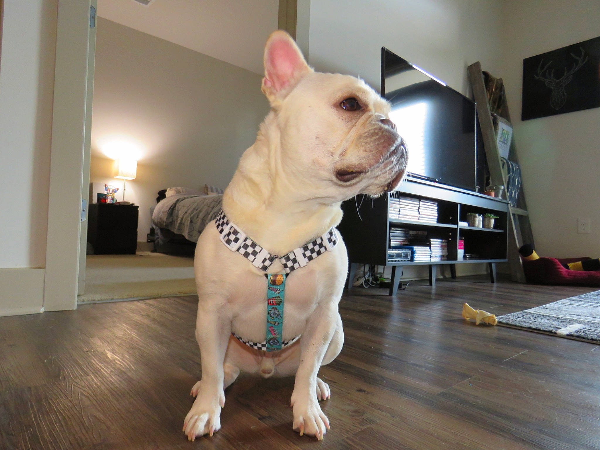 Nino joined the competition — help win amazing prizes! canidae, carnivore, companion_dog, dog, dog_breed, dog_clothes, dog_supply, event, fawn, flooring, hardwood, pet_supply, rhinoceros, snout, sporting_group, terrestrial_animal, toy_dog, whiskers, wood, working_animal