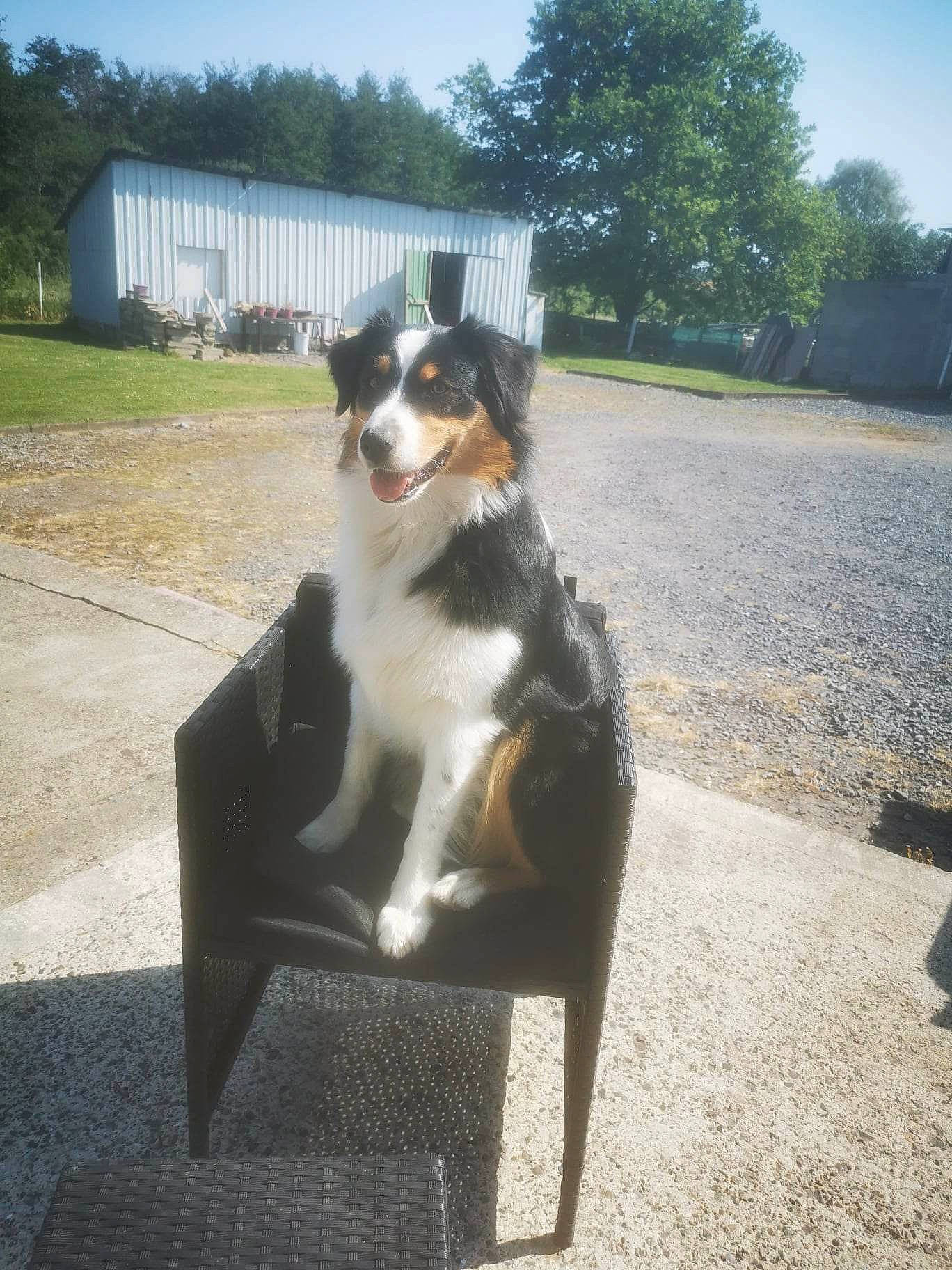 Taya a rejoint le concours — aidez-le/la à gagner de superbes lots ! asphalt, border_collie, canidae, carnivore, chair, companion_dog, dog, dog_breed, grass, outdoor_furniture, plant, road_surface, sky, sporting_group, table, tail, tints_and_shades, tree, working_animal, working_dog