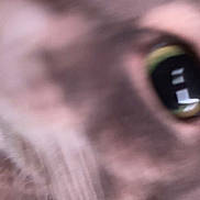 Cali joined the competition — help win amazing prizes! cat, close_up, eye, whiskers, fur, blurred, macro, pet, domestic_cat, curious, nose, portrait, pink_tone, reflection, indoor, motion_blur, feline, playful, camera_touch, extreme_closeup