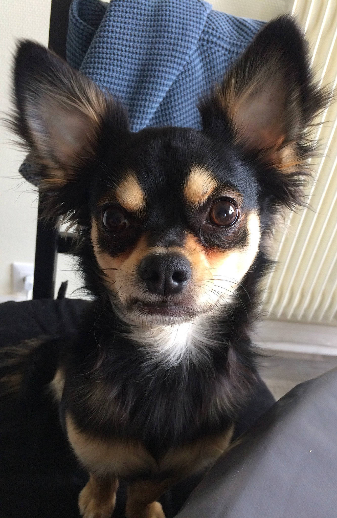 Patton a rejoint le concours — aidez-le/la à gagner de superbes lots ! canidae, carnivore, chihuahua, companion_dog, dog, dog_breed, ear, english_toy_terrier, eye, fawn, mammal, nose, puppy, rare_breed_dog, russkiy_toy, skin, snout, sporting_group, terrier, toy_dog