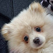 Mia participe au concours pour gagner de l'argent avec cette photo : animal, blanket, close_up, companion, couch, cream_colored, cute, dog, domestic_animal, ears, eyes, face, fluffy, fur, indoor, nose, pet, pomeranian, puppy, small_dog
